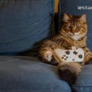 와이즈24시동물병원