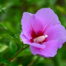 비실연꽃마을 이미지