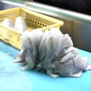 지정낚시터 | 사노라면 당진 낚시터 정보(아버지의 바다는 연중무휴)