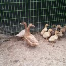 바람골농장 이미지