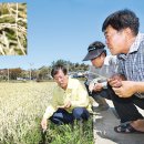 벼에 만다를 수확기 20일전에는 몇배로 살포해야 합니까..(구리) 이미지