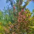 갠차나유 이미지