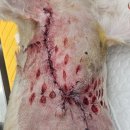 태백동물병원 이미지