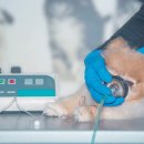 논현동물병원 이미지