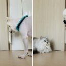 미다스펫 이미지