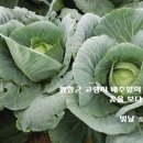 바우마켓 | [한식]평창군 고랭지 배추밭. 안반데기. 바우파머스마켓. 빅팜컴퍼니.한식재단