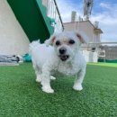 딩동댕독 이미지