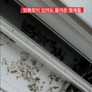 세종방충망 첫마을 7단지래미안 벌레차단 미세촘촘망시공