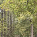 청남대별장푸드 | 2025 청남대 가을축제 입장료, 차량 정체 및 주차, 후기