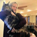 진화 묘 | 대형묘 메인쿤 고양이 품종 분양가 묘종 특징