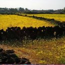 제주돌담 이미지