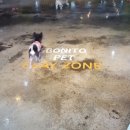 보니또펫 이미지