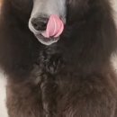 앙볼리펫살롱 이미지