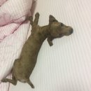 반석동물병원 이미지