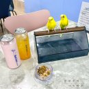 신경춘로 | 남양주 앵무새카페 버드소리 남양주 이색 카페 데이트
