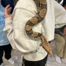 페릿 | 홍대이색데이트 라쿤과 페럿이 있는 홍대 애견 카페 '페럿월드' 후기