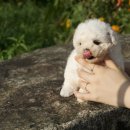 도그하우스 애견샵 이미지