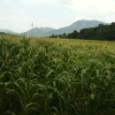 곡성우체국 이미지