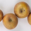 고려건강원 이미지