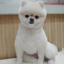 파주애견미용센터 이미지