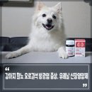 강아지 혈뇨 원인 요로결석 방광염 증상, 유레날 신장영양제 급여하는 이유