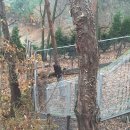 믿음사슴농장 이미지