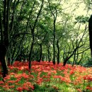 선운사꽃무릇 이미지