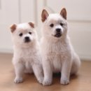 동물병원 HADA 이미지