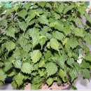 약초와 건강 이미지