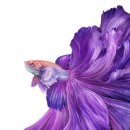 낭만물고기 이미지