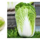 태백고랭지김치 이미지