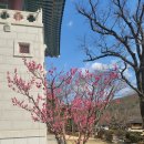 [통도사] 매화개화상황/부산 근교 양산 '통도사' 매화 개화 실시간 상황(3월 5일)