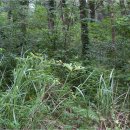 숲속풍경 이미지