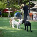 힐링독파크 이미지