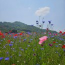 애플결혼정보 이미지