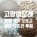 두부로그 | 고양이 모래추천 종류별 비교 장단점 총정리 벤토나이트 두부 모래 이용후기