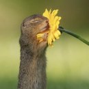 이너피스 이미지