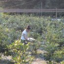 도연농장 이미지