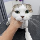 아꼬운냥 이미지