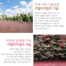 신성호텔 | 제주도 서귀포 중문 가볼만한곳 여행코스 추천 BEST