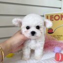 부산강아지분양 앨리펫 이미지