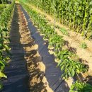 양양전통시장 이미지