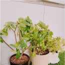 원탑주유소 이미지