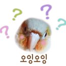 과일앵무새 이미지