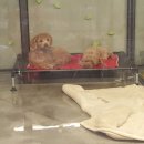 앤애견샵 이미지