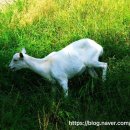 녹색목장 이미지