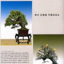 우리분재 이미지