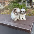 수원-0032 Daum카페