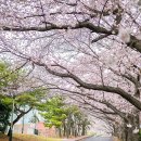 개성고등학교 이미지