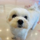 쏭쏭애견유치원 이미지